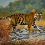 ভ্যানতারা রক্ষণাবেক্ষণে তৎপর রিলায়েন্স